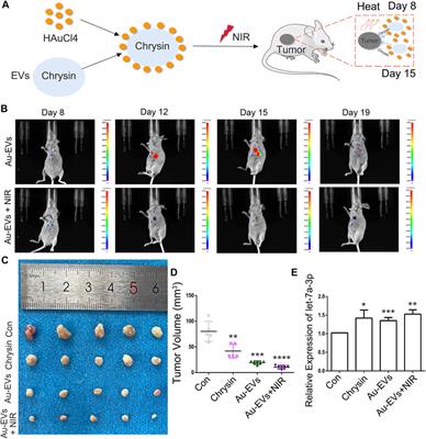 A New Nanomaterial Based on Extracellular Vesicles Containing Chrysin-Induced Cell Apoptosis Through Let-7a in Tongue Squamous Cell Carcinoma